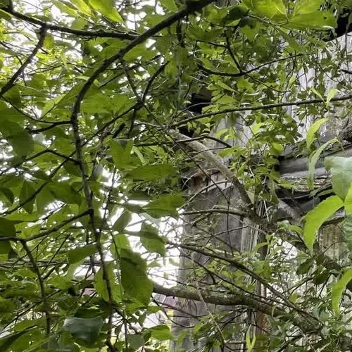 Коттедж/дом Посадников остров садоводческий массив, Дружба-3 СНТ, 23-я линия