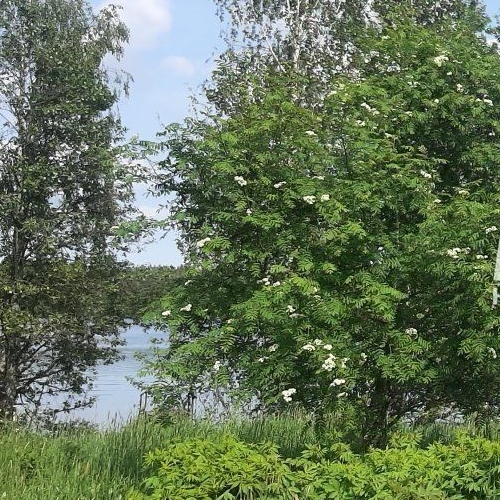 Коттедж/дом пос. Приладожское, улица Гусиная