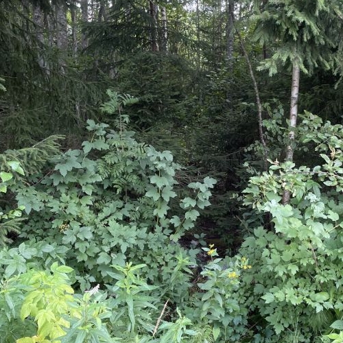 Земельный участок Парнас ТСН,  д. 168