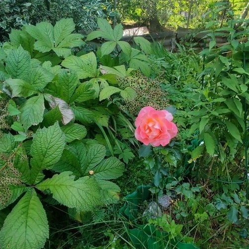 Коттедж/дом Симагино СНТ, улица Березовая