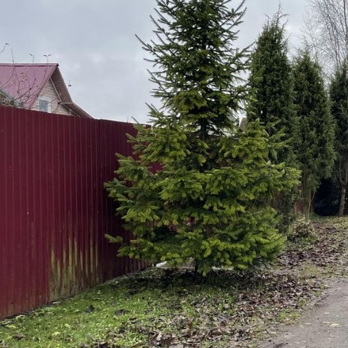 Земельный участок Пушкин, СНТ Дони тер., улица 1-я Линия