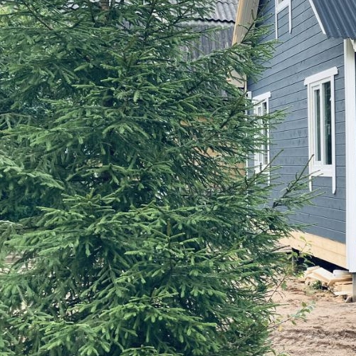 Коттедж/дом Мшинская садоводческий массив, Лесное СНТ, проезд 1-й продольный