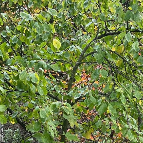 Коттедж/дом Рябово городской поселок