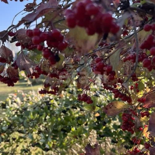 Коттедж/дом Солнечный СНТ, улица Клубничная