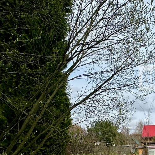 Коттедж/дом Лесное-1 СНТ, 5-я линия,  д. 110