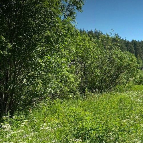 Земельный участок Боровое массив, Боровое-2 СНТ