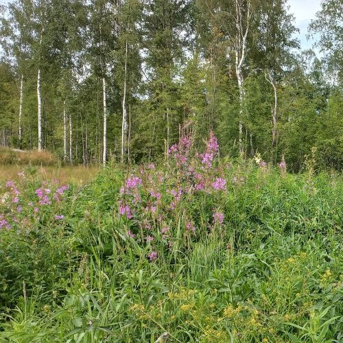 Земельный участок Воякоярви СНТ, 8-я линия
