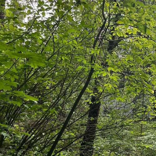 Земельный участок Орехово-Южный дачный потребительский кооператив, улица Дачная