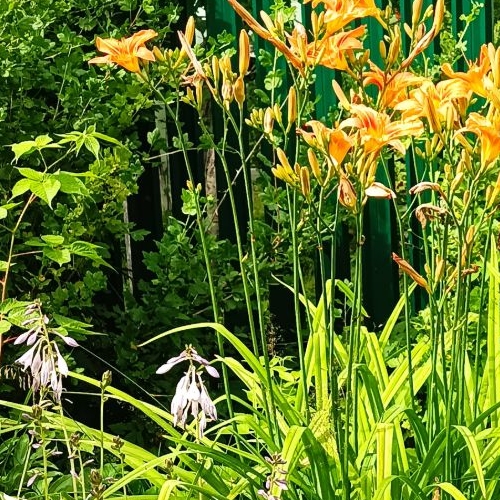 Коттедж/дом Восход садоводческий массив, Кировец-3/8 СНТ, аллея 8-я,  д. 8