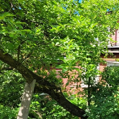 Коттедж/дом Красное Село, Загородная улица, 12