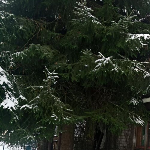 Коттедж/дом Сосновый Бор, Строитель СНТ