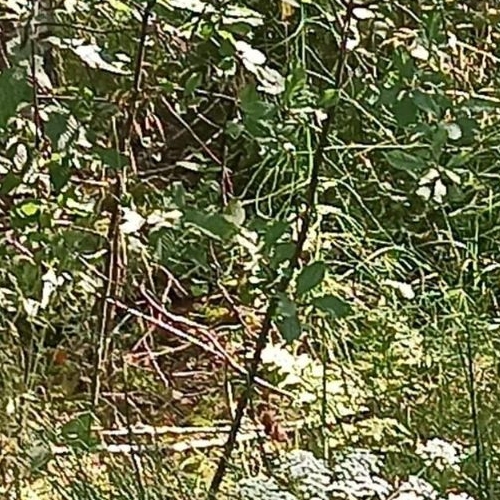 Земельный участок Карелия СНТ, улица Лесная