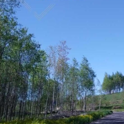 Земельный участок Ойнелово массив, улица Лесная