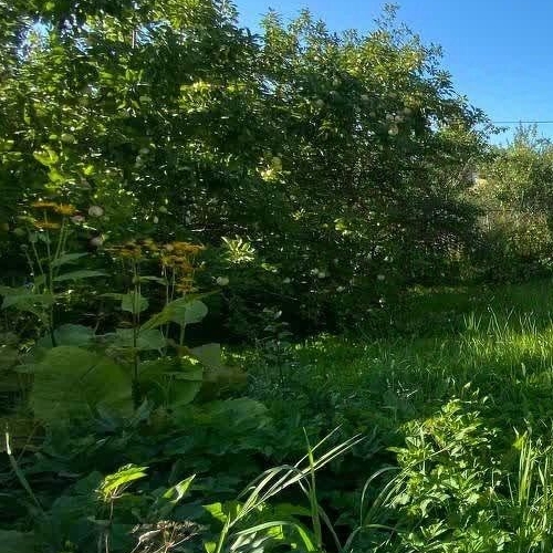 Коттедж/дом Пупышево садоводческий массив, Автомобилист СНТ, 7-я линия