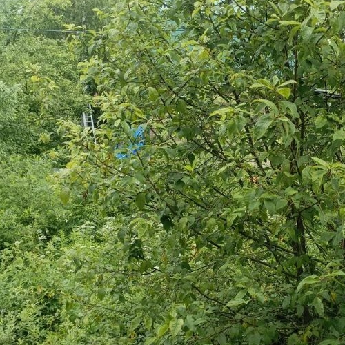 Коттедж/дом Пупышево садоводческий массив, Фрегат СНТ, улица Строителей, 532