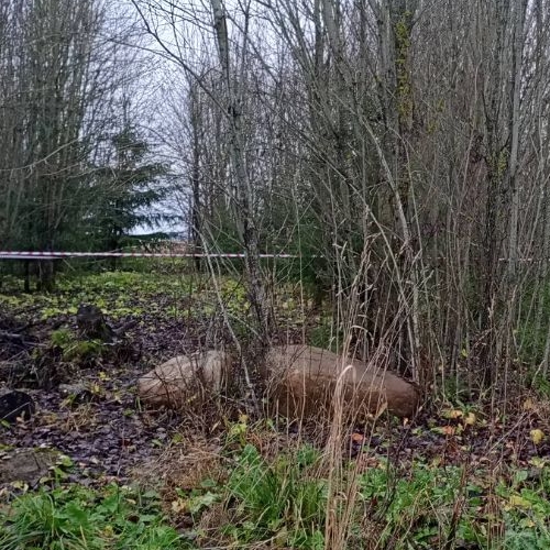 Земельный участок д. Калитино, улица Новодеревенская