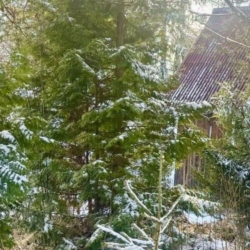 Коттедж/дом Мшинская садоводческий массив, Буревестник СНТ, улица Зеленая,  д. 16