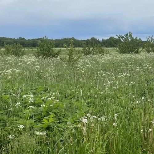 Земельный участок Копорье ЗАО