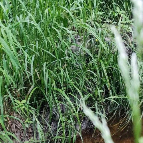 Коттедж/дом Новожилово массив, Патриот СНТ, 5