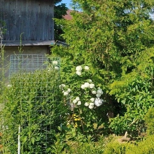 Коттедж/дом Балтиец-38 СНТ, 3-я линия,  д. 41