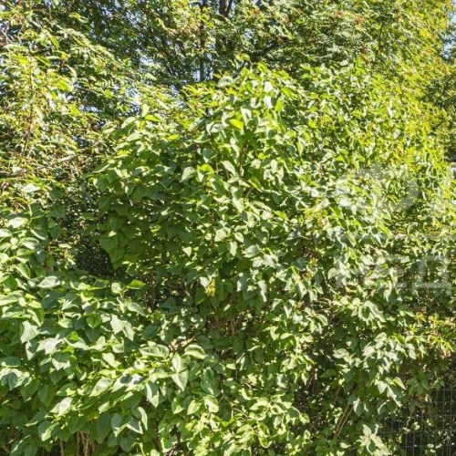 Коттедж/дом с. Паша, улица Заречная, 13