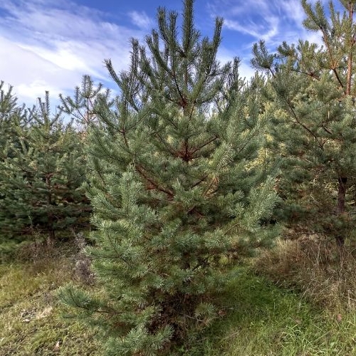 Земельный участок д. Канисты, улица Полевая