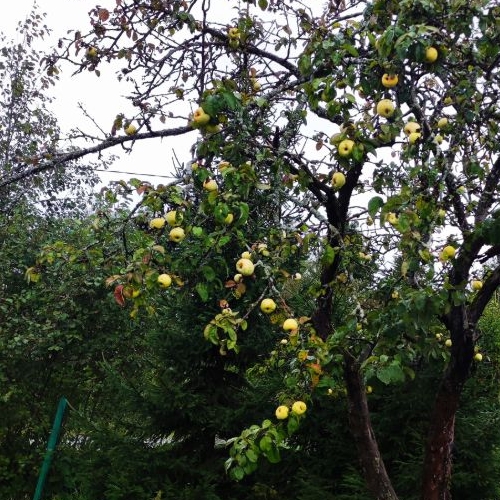 Коттедж/дом Красногорские Покосы СНТ, улица Центральная,  д. 585