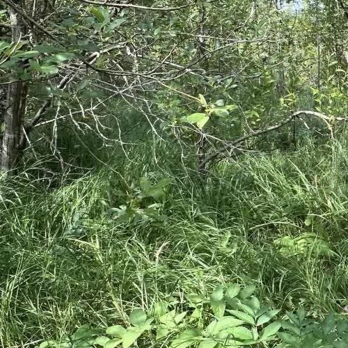 Коттедж/дом Посадников остров садоводческий массив, Дружба-3 СНТ, 23-я линия