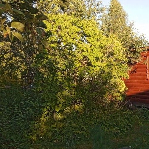 Коттедж/дом Пупышево садоводческий массив, Чайка СНТ, 2-я линия