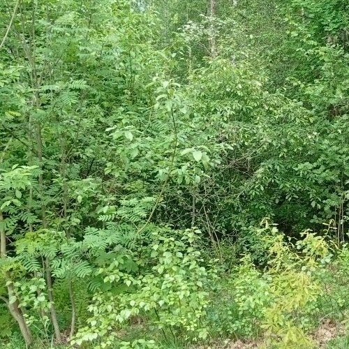 Земельный участок Ключи СНТ