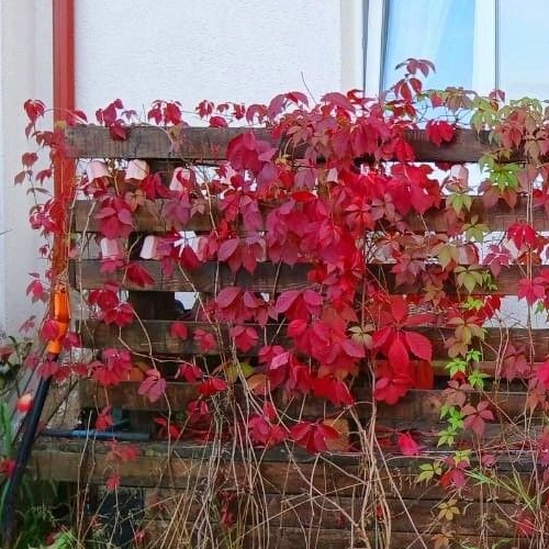 Коттедж/дом пос. Пудость, улица Усадебная, 17