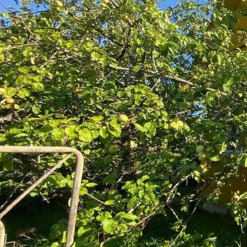 Коттедж/дом Пупышево садоводческий массив, Автомобилист СНТ, 7-я линия