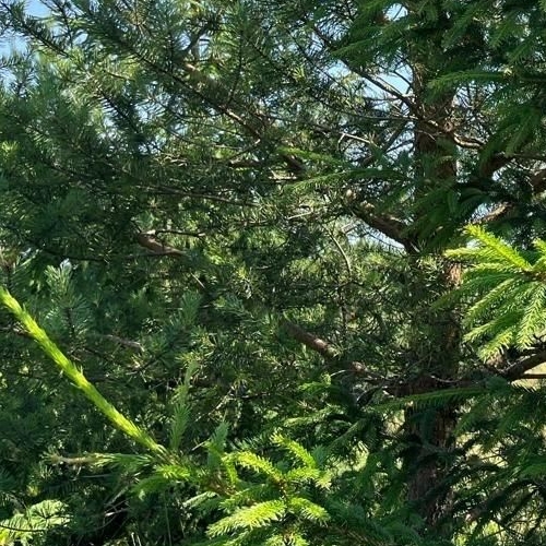 Земельный участок пос. Оредеж, улица Сазанова