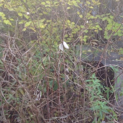 Земельный участок д. Ефремково, 53