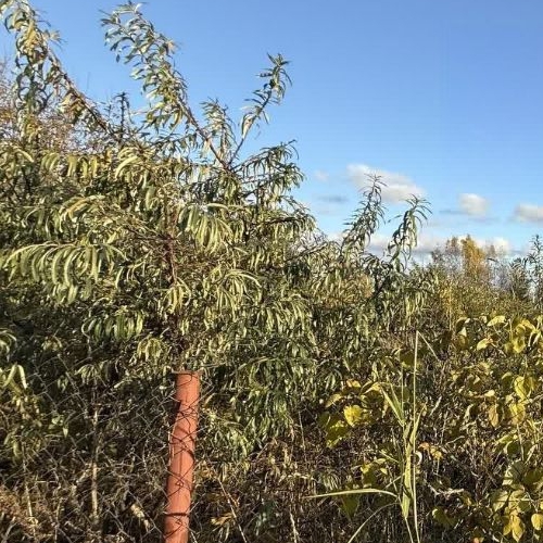 Земельный участок Волжа СНТ, улица 3-я, 14