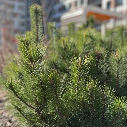 1-комн квартира улица Среднерогатская, 13к1