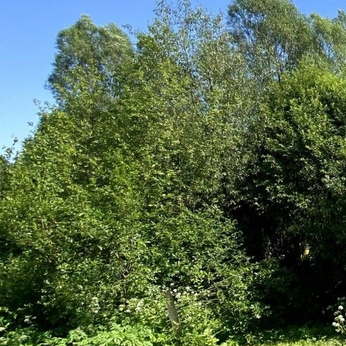 Коттедж/дом Сланцы, Комсомольское шоссе