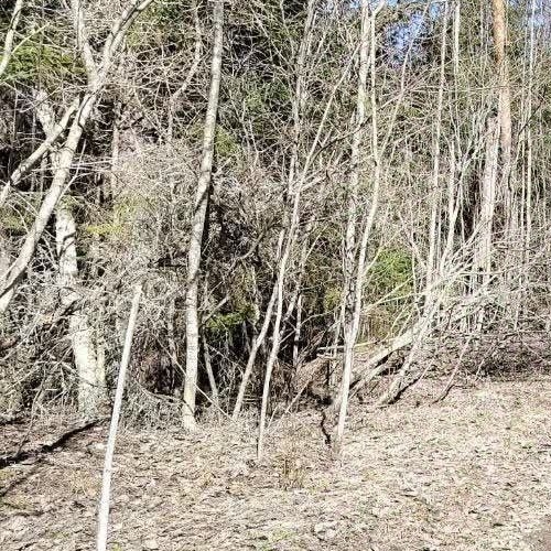 Земельный участок д. Болотово, 13