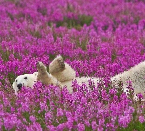 Земельный участок д. Рапполово, 8