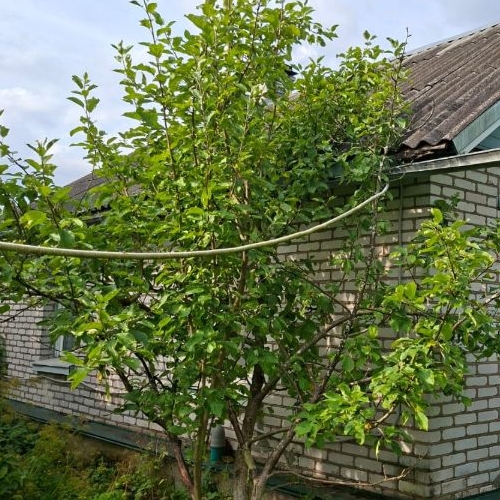 Коттедж/дом Луга, Нижегородский проезд, 8