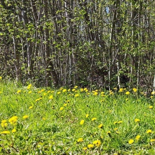 Земельный участок Надежда ТСН,  д. 490