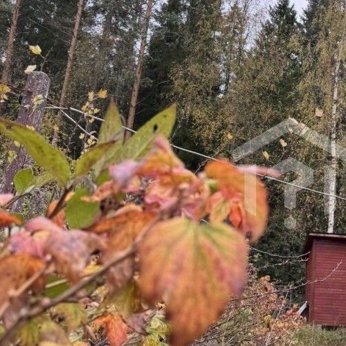 Коттедж/дом Лебедь садовое товарищество, Лебяжье тер.