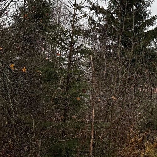 Земельный участок Смольнинское СНТ, 107