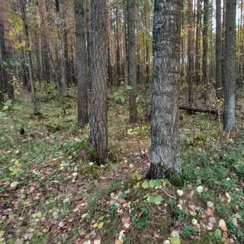 Земельный участок Воякоярви СНТ, 8-я линия