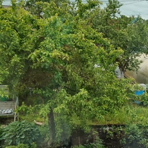 Коттедж/дом Беляевский Мох садоводческий массив, Победа СНТ, 7-я линия,  д. 26