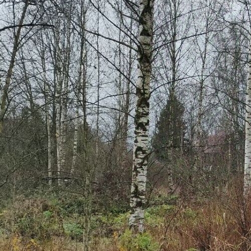 Земельный участок д. Горки,  д. 6