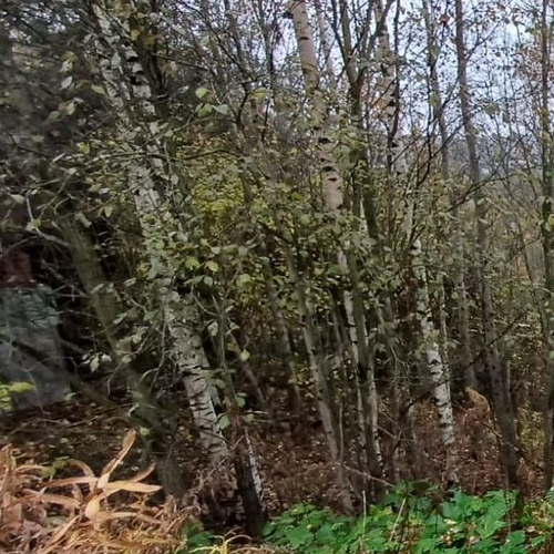 Земельный участок д. Порошкино, улица Лебяжья