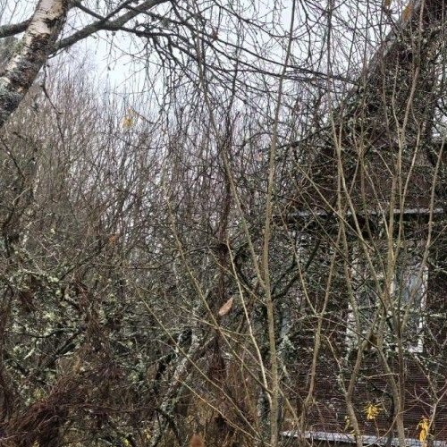 Коттедж/дом Мшинская садоводческий массив, дорога Кировская