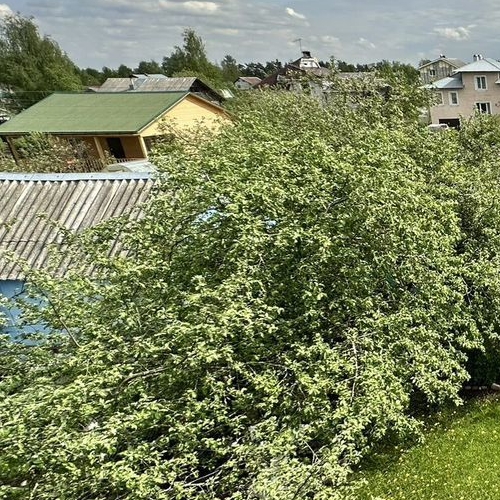 Коттедж/дом Кировец-1 садоводческий массив, Прометей СНТ, улица Березовая,  д. 180