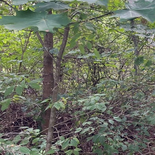 Земельный участок Орехово-Южный дачный потребительский кооператив, улица Дачная